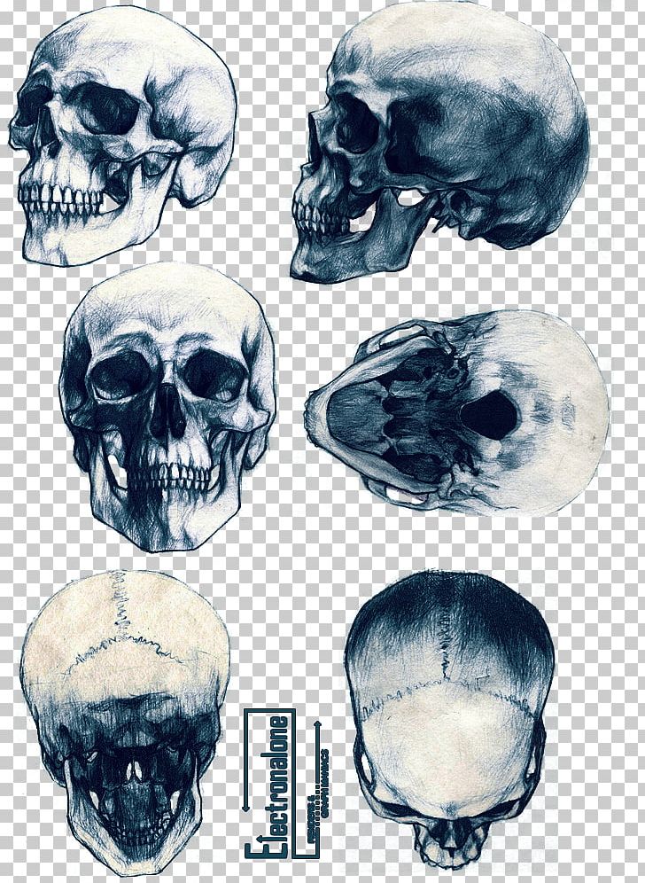 Animal Skulls Skeleton Drawing Tattoo PNG, Clipart, Anatomy, Animal, Animal Skulls, Art, Bone Free PNG Download