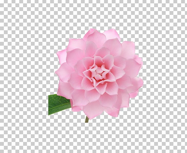 Japanese Camellia Centifolia Roses Pink Petal PNG, Clipart, Color, Dahlia, Flower, Light, Peony Free PNG Download