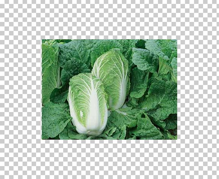 Napa Cabbage Price Seed Cauliflower Cultivar PNG, Clipart, Artikel, Brassica, Cabbage, Cauliflower, Grass Free PNG Download