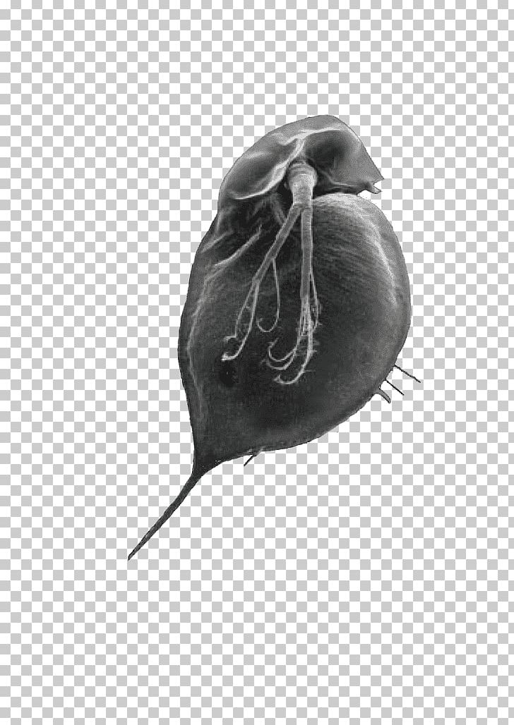 Organism PNG, Clipart, Black And White, Daphnia, Organism, Others Free PNG Download