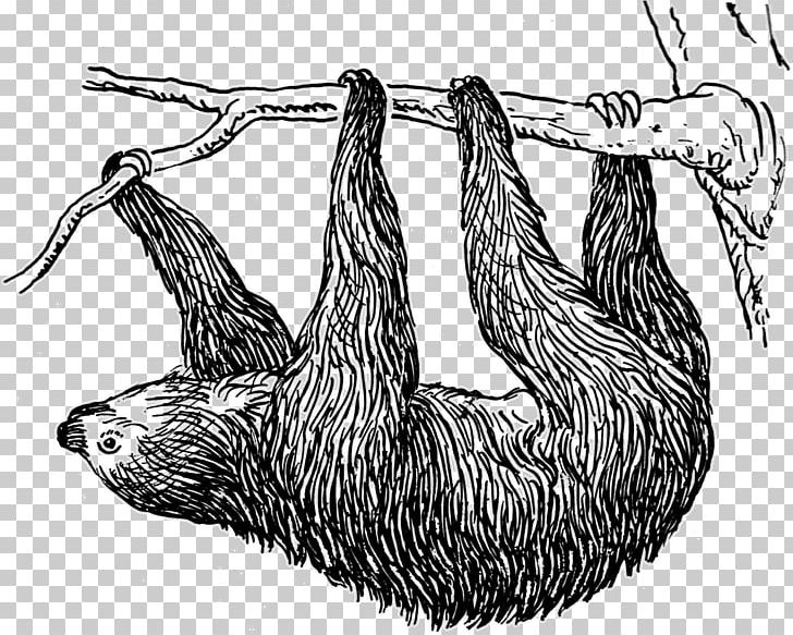 Pygmy Three-toed Sloth Public Domain Sloth Bear PNG, Clipart, Beak, Bird, Black And White, Carnivoran, Drawing Free PNG Download