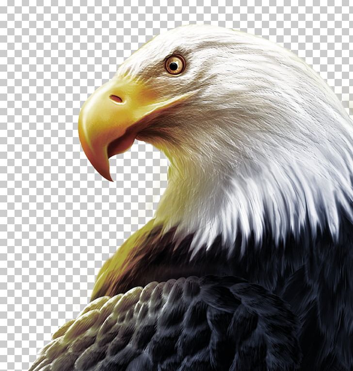 United States T-shirt High-definition Television Three-dimensional Space PNG, Clipart, 3d Computer Graphics, Accipitriformes, Animal, Animation, Bald Eagle Free PNG Download