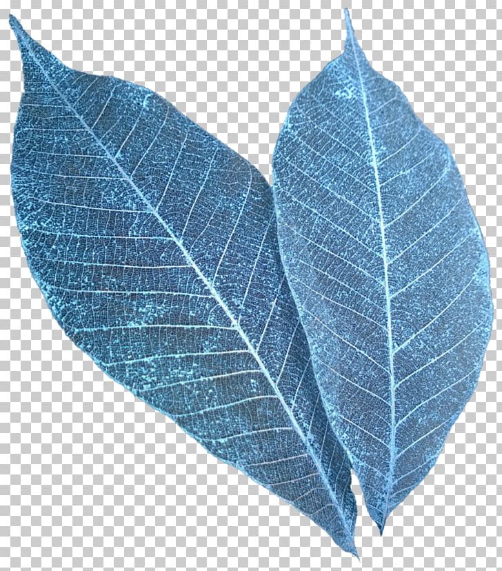 Leaf Spot PNG, Clipart, Blueberry, Blue Leaves, Deviantart, Flower, Leaf Free PNG Download