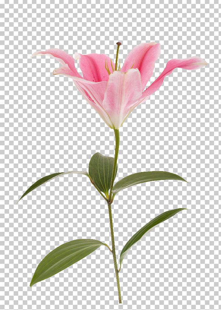 Lilium Flower Pink Red Yellow PNG, Clipart, Beach Rose, Bright, Bud, Color, Colorful Free PNG Download