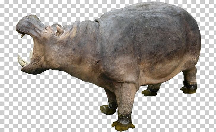Pygmy Hippopotamus PNG, Clipart, Desktop Wallpaper, Dots Per Inch, Download, Fauna, Hippopotamus Free PNG Download