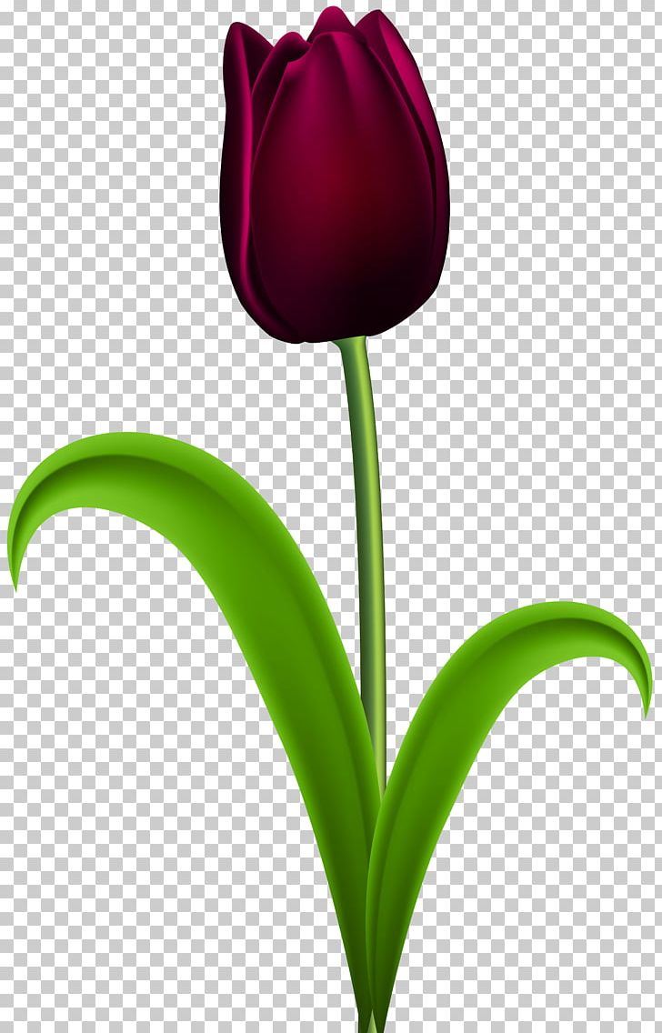 Skagit Valley Tulip Festival Purple Flower PNG, Clipart, Bitmap, Blog, Clipart, Closeup, Color Free PNG Download
