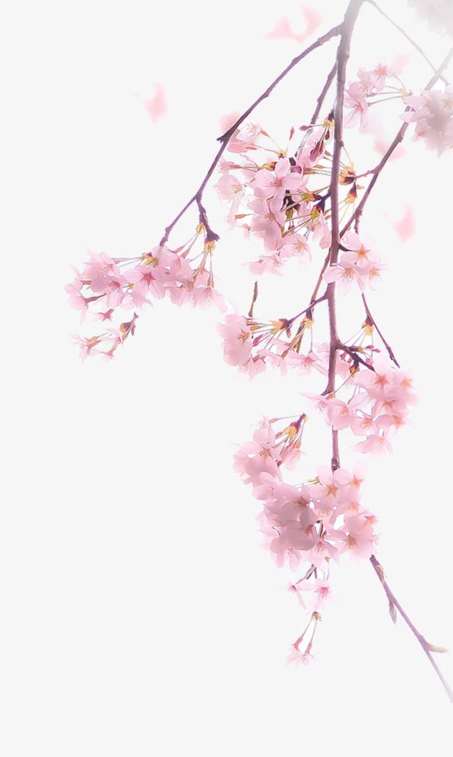 A Cherry Blossom PNG, Clipart, Blossom, Blossom Clipart, Blossoms, Cherry, Cherry Blossoms Free PNG Download