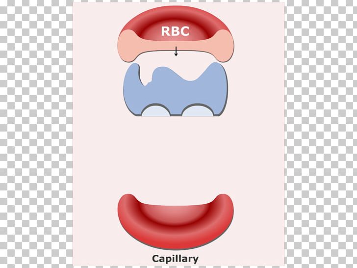 Red Blood Cell Bicarbonate Buffer System PNG, Clipart, Bicarbonate, Bicarbonate Buffer System, Blood, Blood Cell, Blood Plasma Free PNG Download