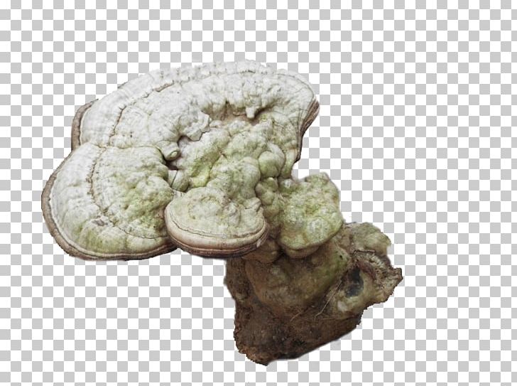 White Wild Ganoderma Lucidum PNG, Clipart, Creative, Download, Elixir, Ganoderma, Ganoderma Lucidum Free PNG Download