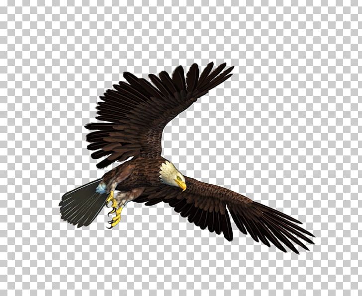 Bald Eagle PNG, Clipart, Accipitriformes, Animals, Arama, Autocad Dxf, Bald Eagle Free PNG Download