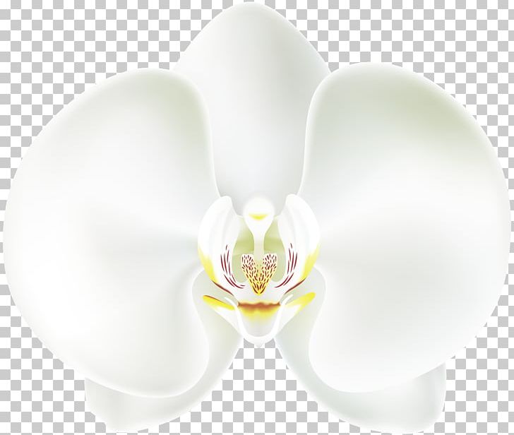 Moth Orchids White Ear PNG, Clipart, Clipart, Clip Art, Computer, Computer Wallpaper, Desktop Wallpaper Free PNG Download