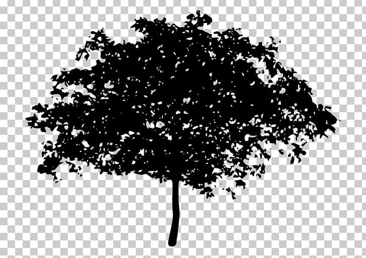 Tree Oak Magnolia Coast Redwood PNG, Clipart, Black And White, Branch, Child, Coast Redwood, Fruit Tree Free PNG Download