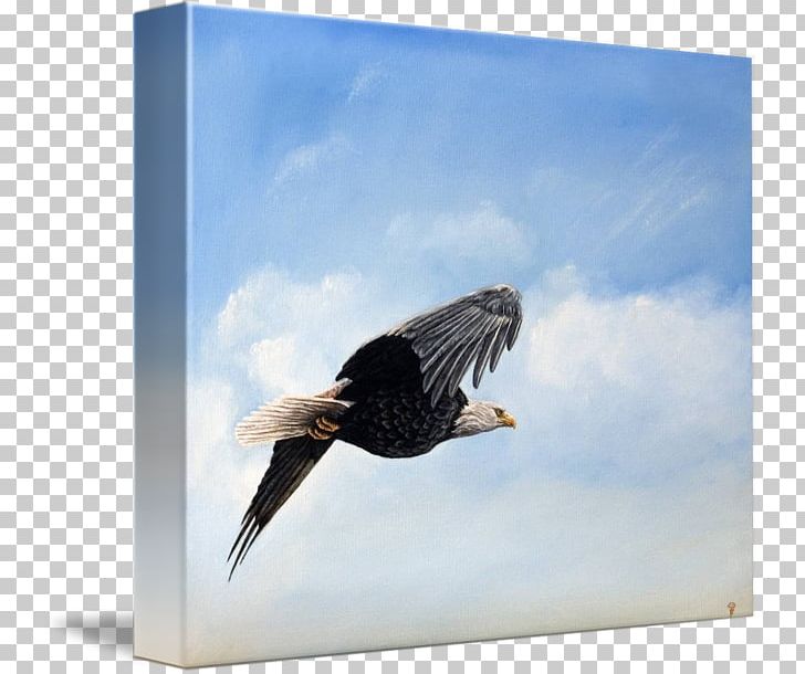 Bald Eagle Vulture Advertising Stock Photography Beak PNG, Clipart, Accipitriformes, Advertising, Animals, Bald Eagle, Beak Free PNG Download