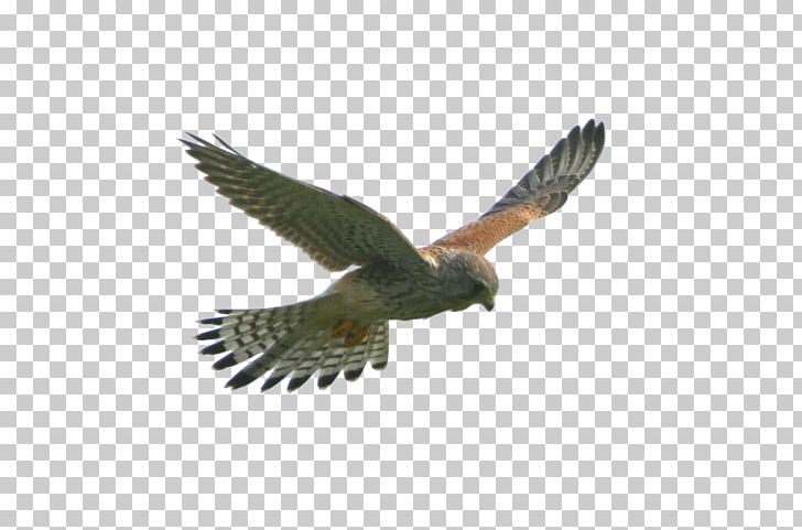 Eagle Flight Hawk Bird PNG, Clipart, Animals, Beak, Bird Of Prey, Birds, Buzzard Free PNG Download