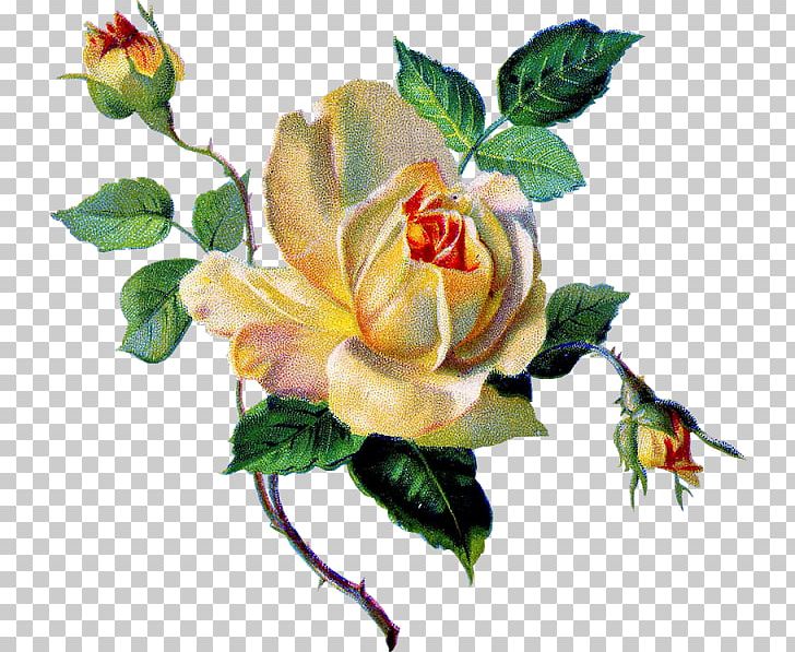 Garden Roses Cabbage Rose Decoupage Flower PNG, Clipart, Art, Blume, Branch, Bud, Cut Flowers Free PNG Download