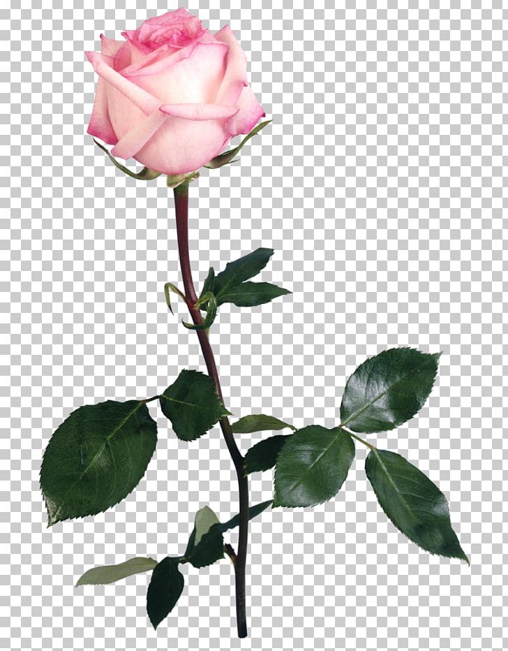 Garden Roses Flower Centifolia Roses PNG, Clipart, Branch, Cicek, Cicek Resimleri, Cut Flowers, Floral Design Free PNG Download