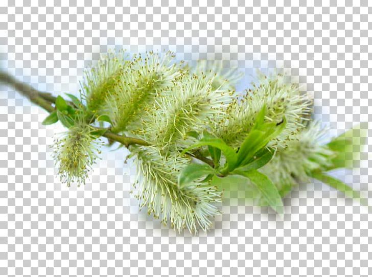 Tree Salix Viminalis Bud Palm Sunday Catkin PNG, Clipart, Arecaceae, Bud, Catkin, Daytime, Dill Free PNG Download