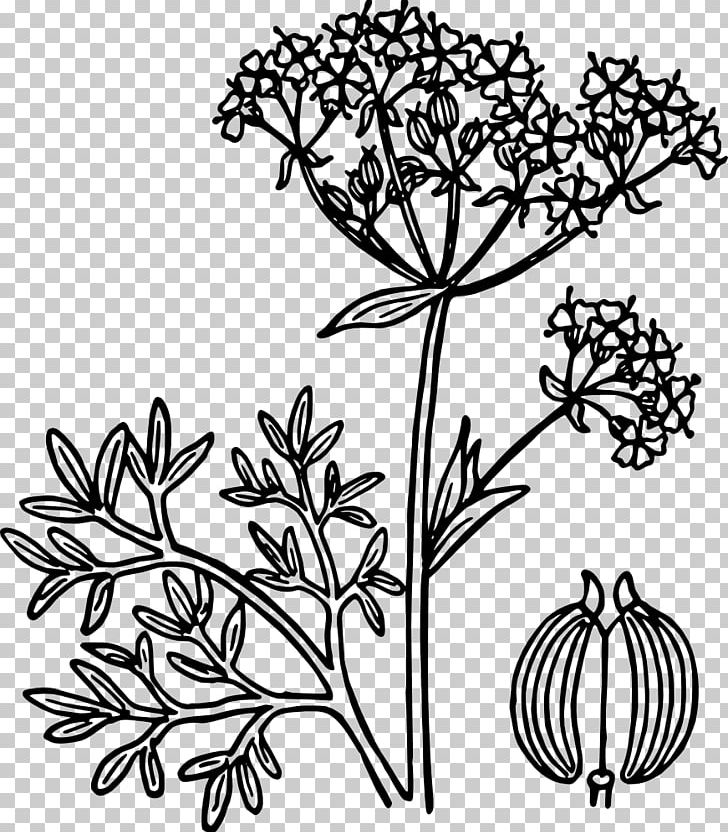 Anise PNG, Clipart, Anise, Art, Black And White, Branch, Cut Flowers Free PNG Download