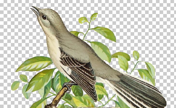 Bird PNG, Clipart, Advertising, Animals, Beak, Bird, Common Nightingale Free PNG Download