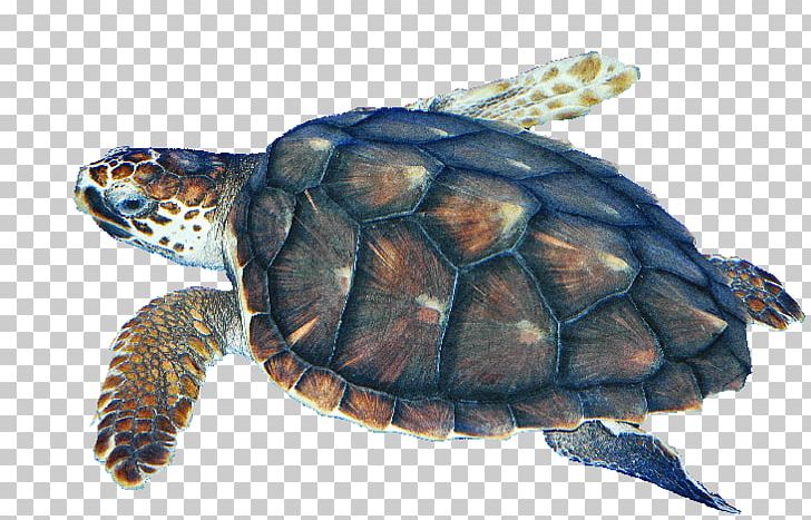 Box Turtles Loggerhead Sea Turtle Kemp's Ridley Sea Turtle Tortoise PNG, Clipart,  Free PNG Download