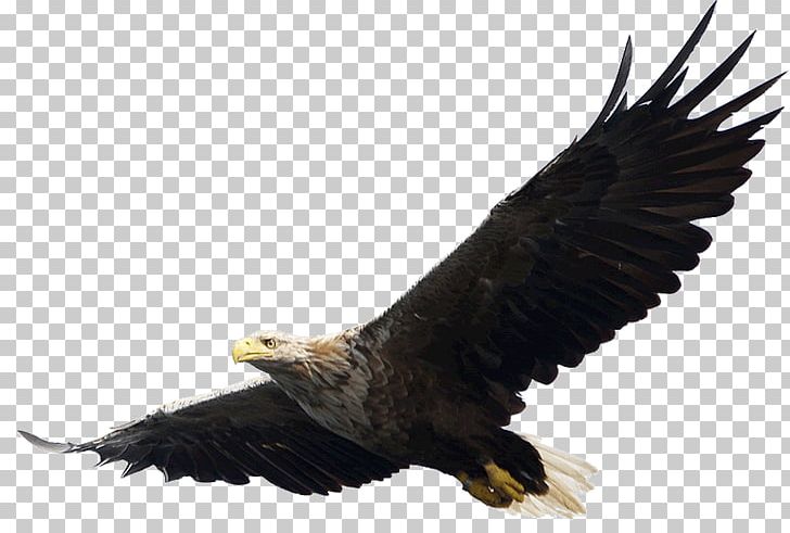 Eagle Flight Bald Eagle PNG, Clipart, Accipitriformes, Animals, Background, Background Size, Bald Eagle Free PNG Download