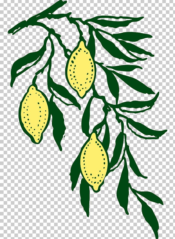 Lemon Branch PNG, Clipart, Artwork, Branch, Citrus, Drawing, Flora Free PNG Download