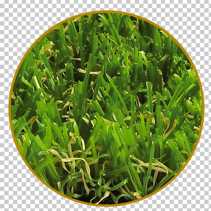 Artificial Turf Garden Lawn Meadow Vegetarian Cuisine PNG, Clipart, 19 June, Artificial Turf, Cost, Food, Garden Free PNG Download