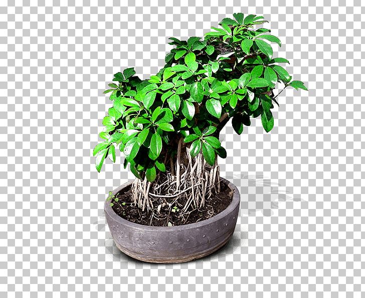 Chinese Sweet Plum Bonsai Flowerpot Ornamental Plant Tree PNG, Clipart, Azalea, Bonsai, Crock, Cultivo, Daru Free PNG Download