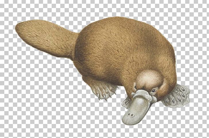 Platypus Duck Beaver Otter PNG, Clipart, Animals, Beak, Beaver, Bill, Duck Free PNG Download