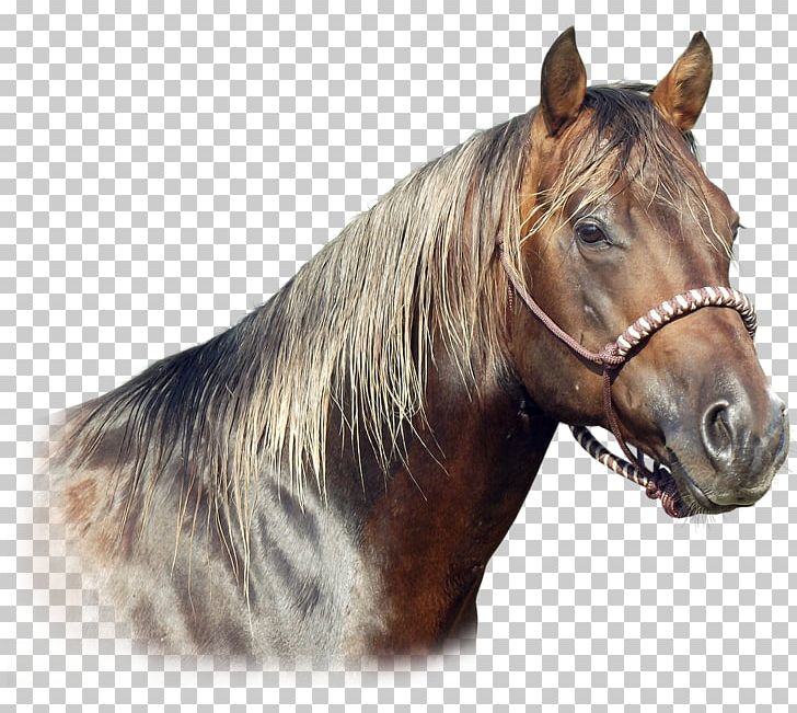 American Quarter Horse Mane Halter Mare Foal PNG, Clipart, American Quarter Horse, Breed, Bridle, Can Do It, Colt Free PNG Download