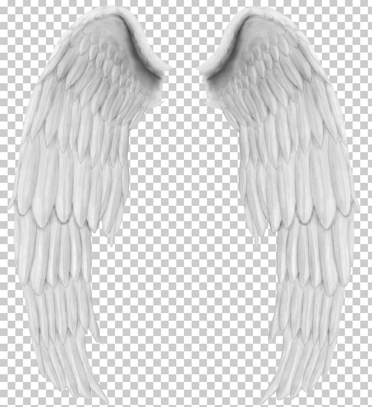 Angel Wing Bird PNG, Clipart, Angel, Angel Wing, Angel Wings, Beak, Bird Free PNG Download
