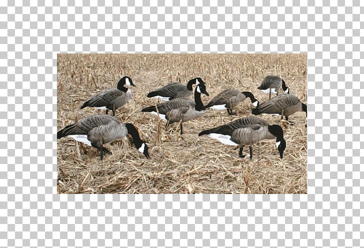 Canada Goose Duck Decoy Hunting PNG, Clipart, Beak, Bird, Canada, Canada Goose, Decoy Free PNG Download