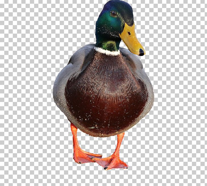 Duck Mallard Goose Bird American Pekin PNG, Clipart, American Pekin, Anatidae, Animals, Beak, Bird Free PNG Download