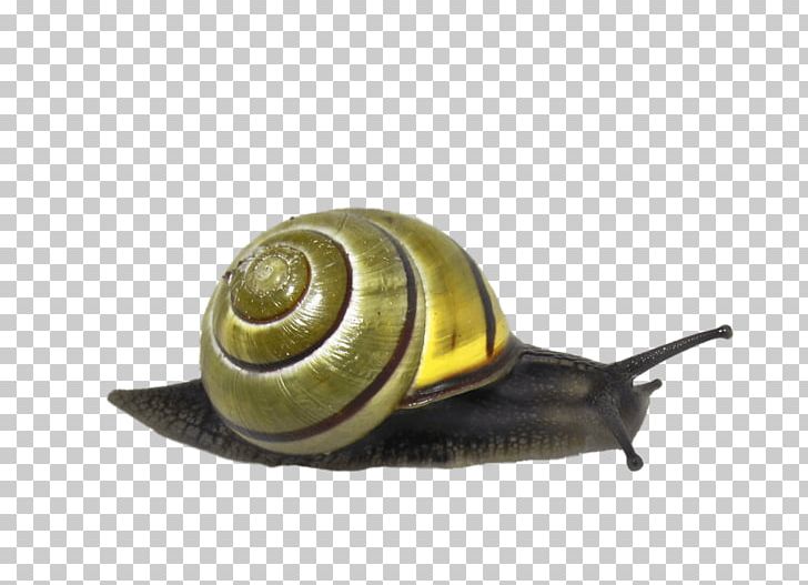 Snail PNG, Clipart, Aime, Animals, Creation, Gastropods, Giant African Snail Free PNG Download
