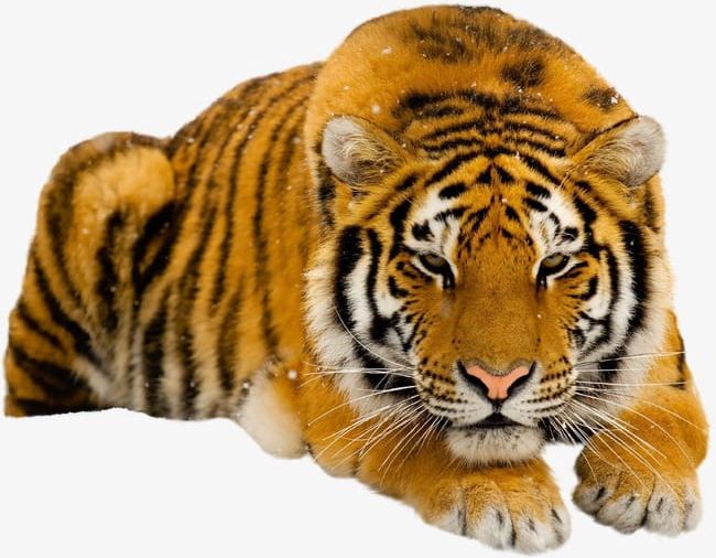 Tiger PNG, Clipart, Animal, Raptor, Real, Tiger, Tiger Clipart Free PNG Download