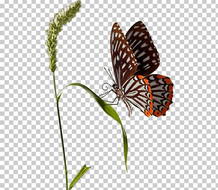 Butterfly PNG, Clipart, Animal, Animals, Animation, Arthropod, Brush Footed Butterfly Free PNG Download
