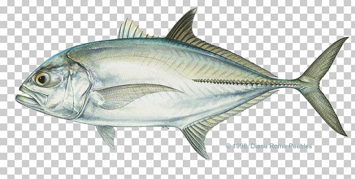 Giant Trevally Pacific Crevalle Jack Bigeye Trevally Bluefin Trevally PNG, Clipart, Amberjack, Anchovy, Black Jack, Bonito, Bony Fish Free PNG Download