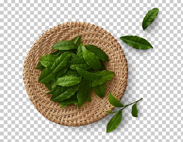 Green Tea Mosquito Oolong Household Insect Repellents PNG, Clipart, Basil, Brand, Food Drinks, Green Tea, Haagendazs Free PNG Download