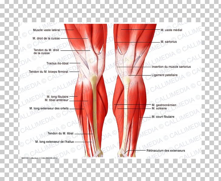 Knee Muscle Human Body Anatomy Tendon PNG, Clipart, Abdomen, Anatomy, Anterior, Arm, Calf Free PNG Download