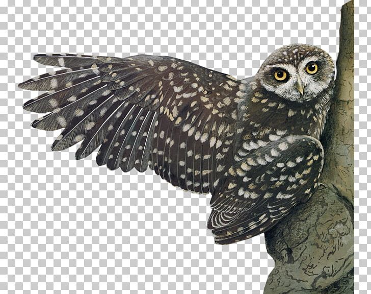 Little Owl Bird PNG, Clipart, Animal, Animals, Beak, Bird, Bird Of Prey Free PNG Download