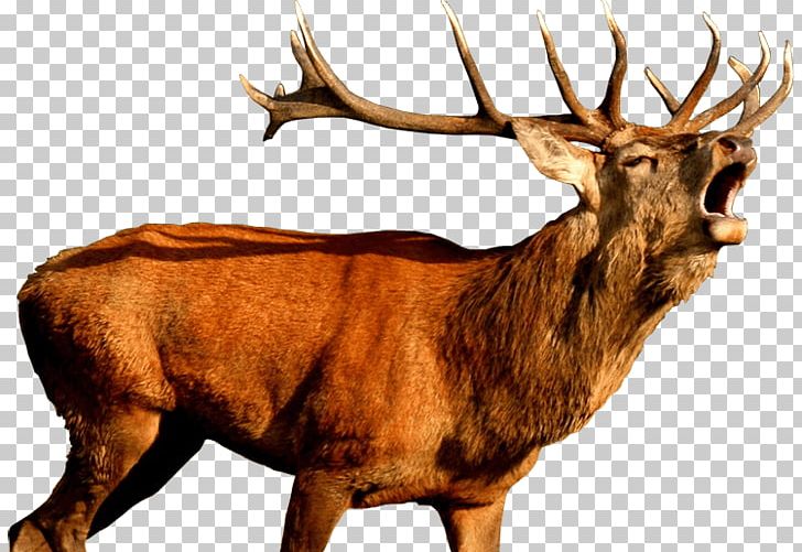 White-tailed Deer Red Deer Elk Reindeer PNG, Clipart, Animals, Antler, Deer, Deer Horn, Deer Hunting Free PNG Download