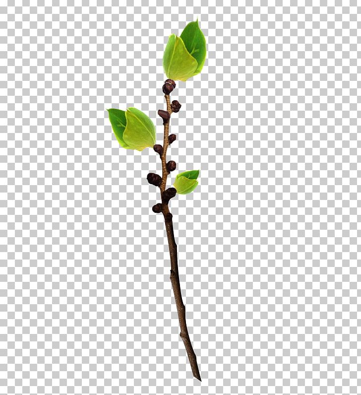 flower bud clipart