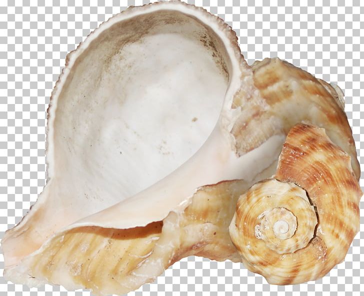 Conch Texture Mapping PNG, Clipart, Brown Conch, Clam, Clams Oysters Mussels And Scallops, Cockle, Conchology Free PNG Download