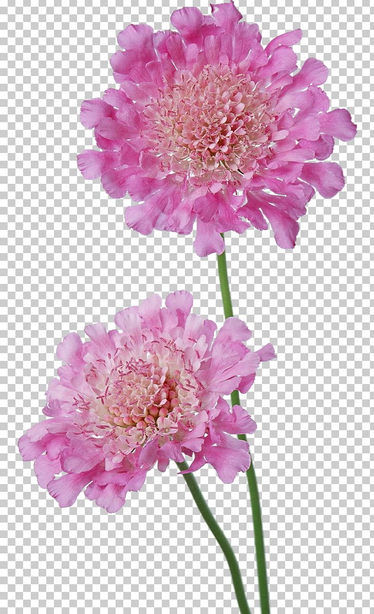 Cut Flowers Photography PNG, Clipart, Annual Plant, Aster, Chrysanths, Cut Flowers, Dahlia Free PNG Download