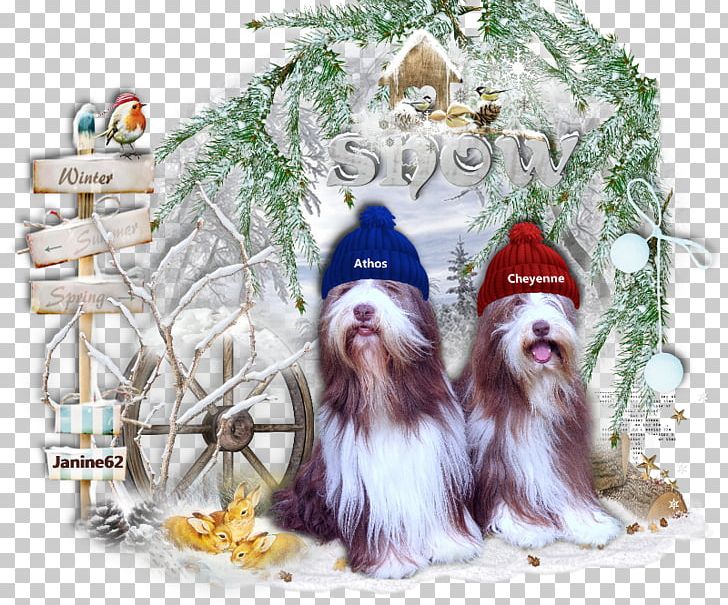 Dog Breed Shih Tzu Christmas Ornament Christmas Tree PNG, Clipart, Breed, Carnivoran, Christmas, Christmas Decoration, Christmas Ornament Free PNG Download