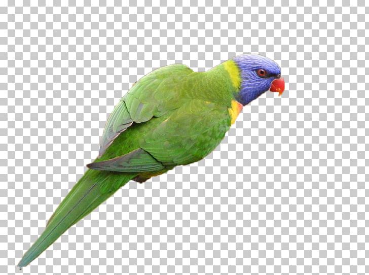 Parrot Lovebird PNG, Clipart, Animal, Animals, Background Green, Beak, Bird Free PNG Download