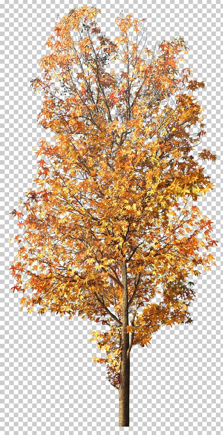 Tree Autumn Leaf Color PNG, Clipart, Autumn, Autumn Leaf Color, Blog, Bloom, Branch Free PNG Download