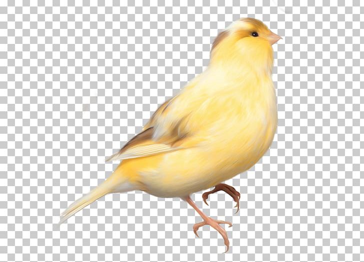 Domestic Canary Bird Finches Swallow Portable Network Graphics PNG, Clipart, American Goldfinch, Animals, Atlantic Canary, Beak, Bird Free PNG Download