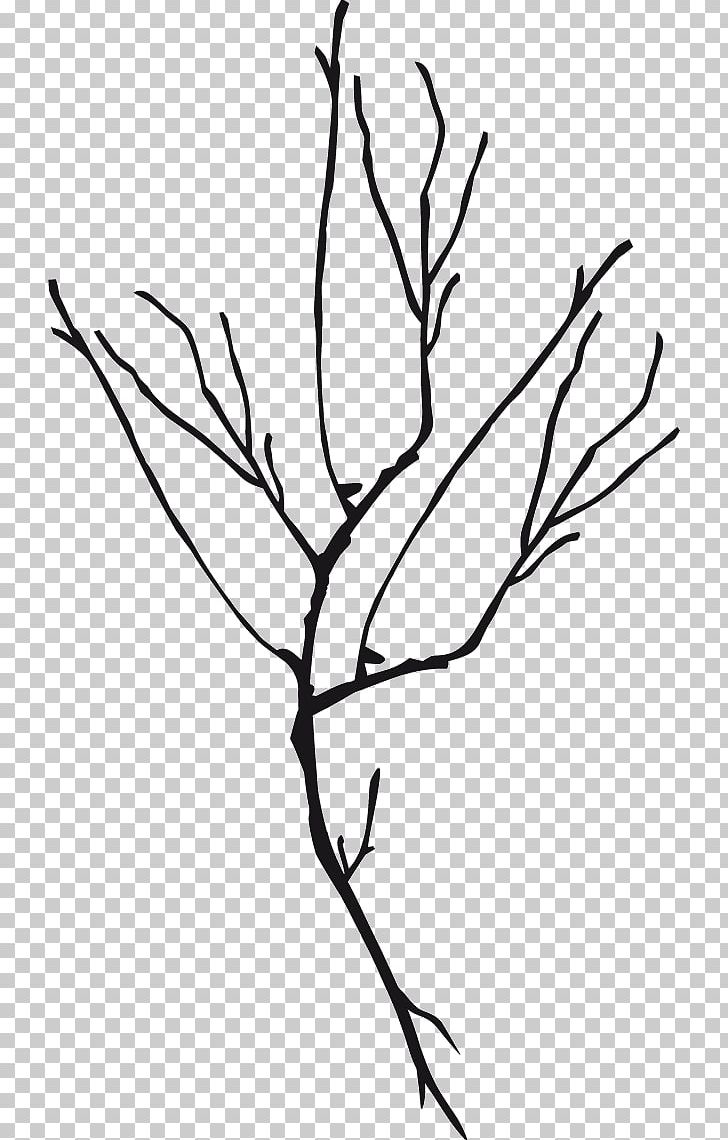 Twig Line Art Plant Stem Leaf PNG, Clipart, Artwork, Black And White, Branch, Flora, Flower Free PNG Download