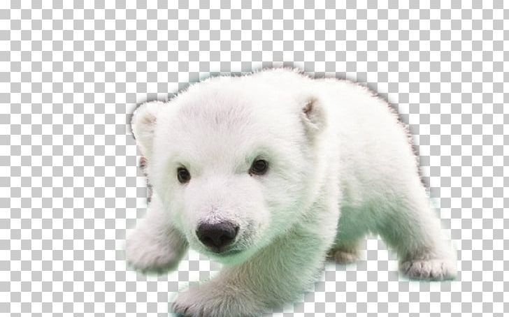 Baby Polar Bears Baby Bears Dog PNG, Clipart, Animal, Animals, Baby, Baby Bears, Baby Polar Bear Free PNG Download